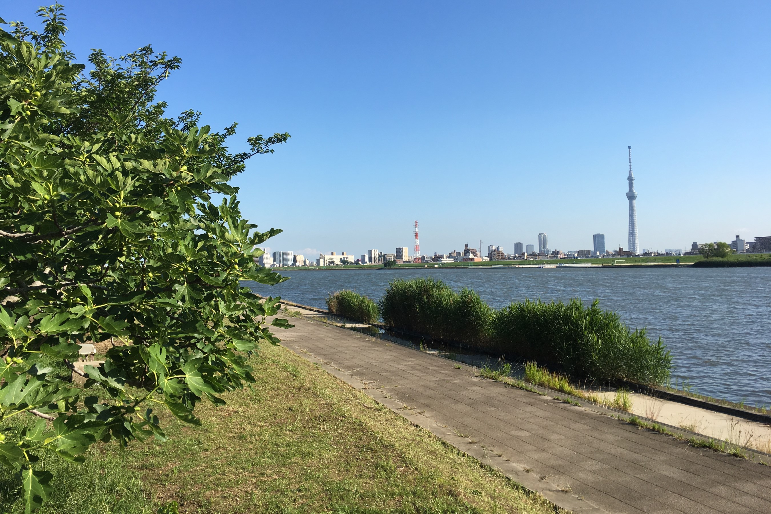 Rivers of Tokyo
